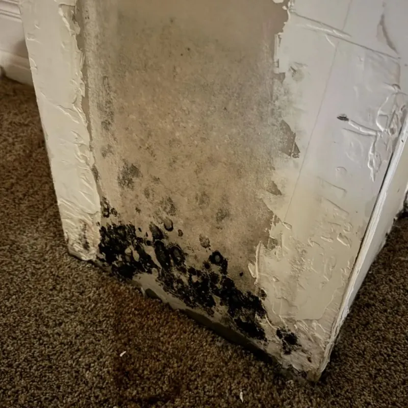 Professional Mold Removal in Gideon, MO